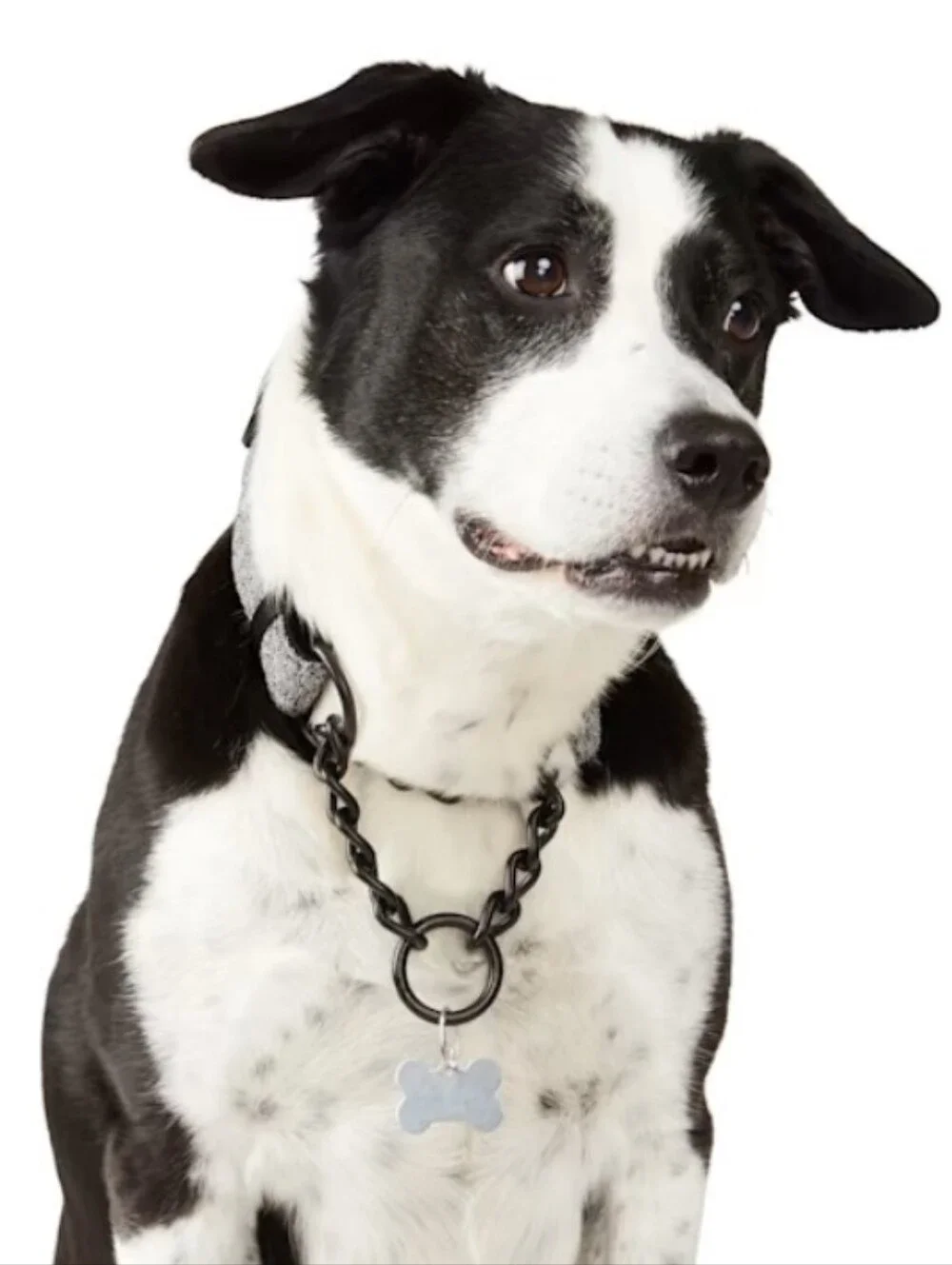 Martingale Sz M Dog Collar, Heather Gray with Black Metal Hardware, NWT